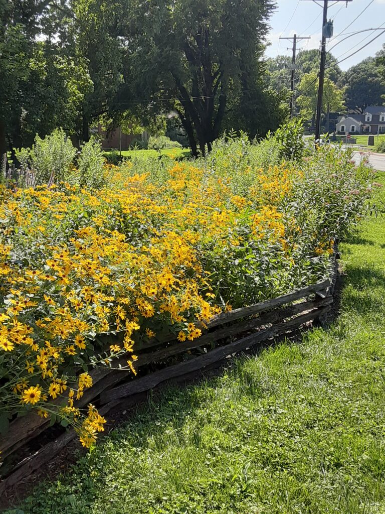 Rudbeckia in bloom at the Shawnee Indian Mission