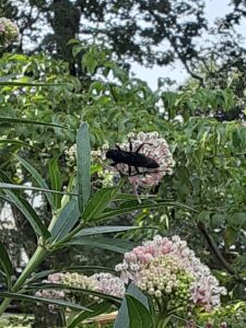 Great black wasp on milkweed