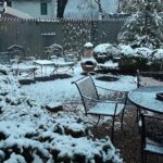My wild garden dusted with snow