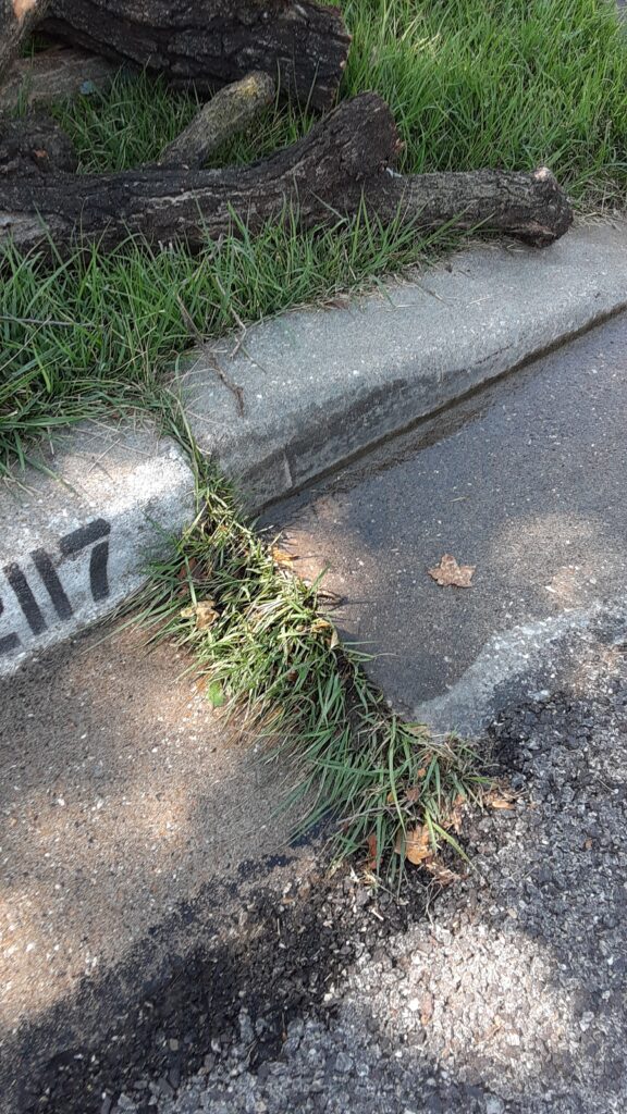 zoysia growing in a crack in the gutter instead of in the lawn