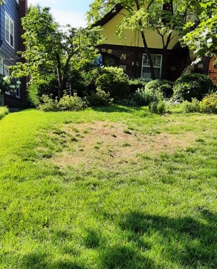 brown patch of dirt instead of lawn