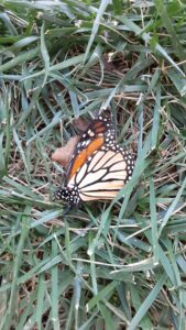 Dead Monarch butterfly in grass