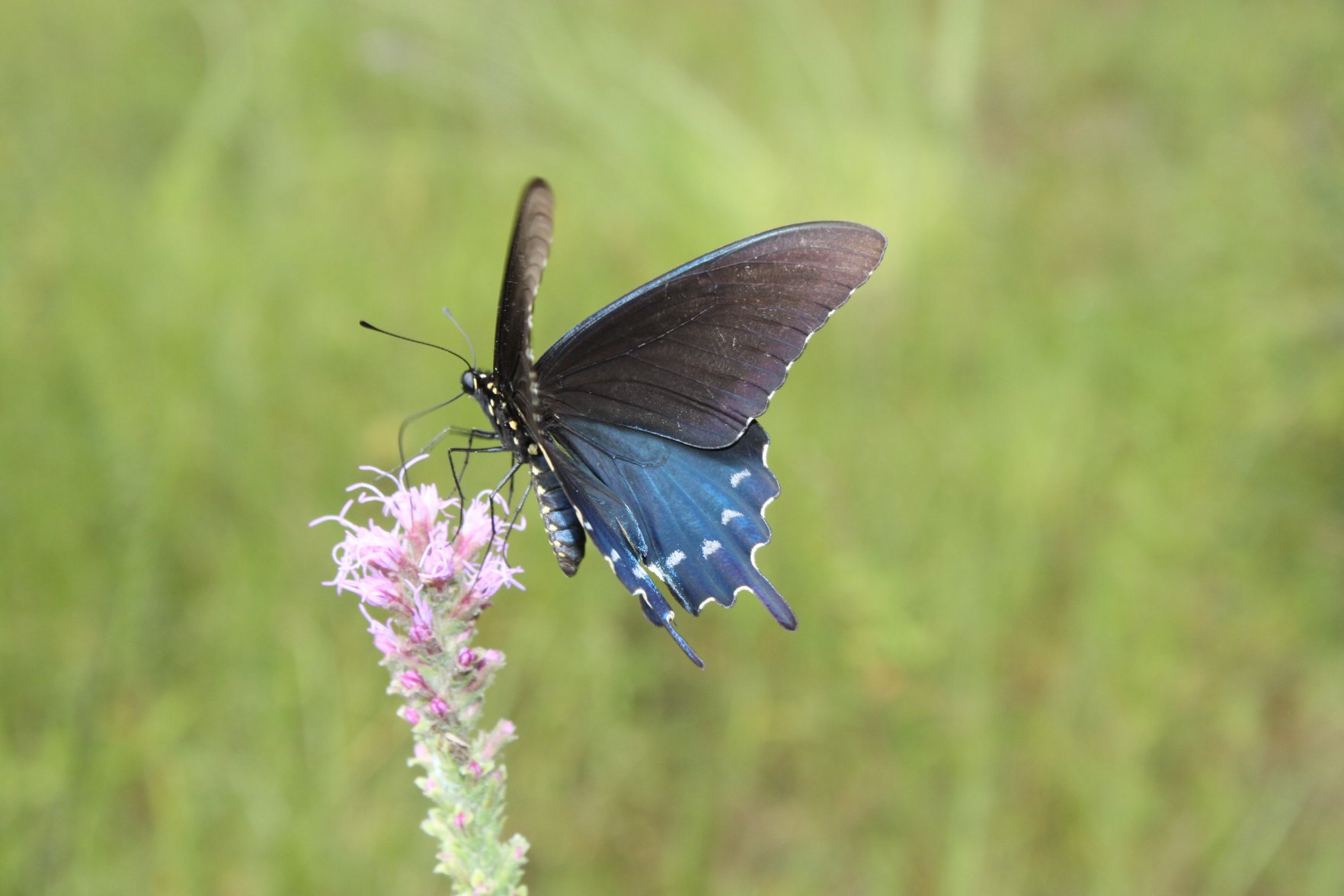 Pipevine swallowtail butterfly